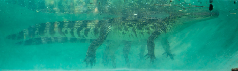 crocodile