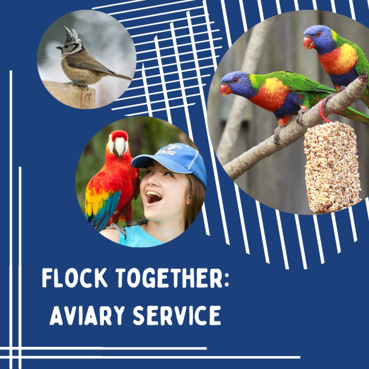 Beautiful view of Nature Insurance Vistas Safest Jenny Blue Flock Aviary