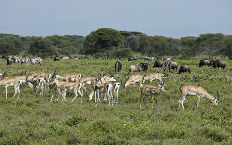 antilope herd