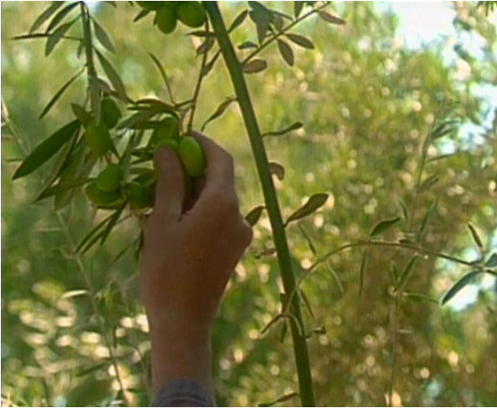 Olive tree