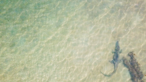 crocodile from above