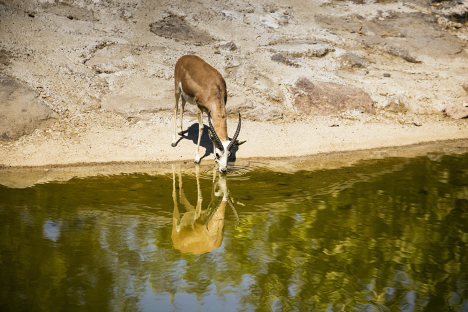 antelope
